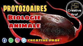 Biologie Animale  les protozoaires 1 darija [upl. by Reisch]