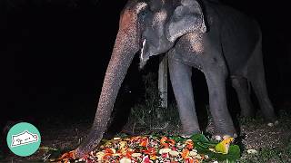 50 Year Old Elephant Tastes Freedom After Years Of Work  Cuddle Buddies [upl. by Ennaear]