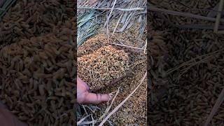 A Farmer Showing Germinated Paddy Seeds shorts [upl. by Eilla]