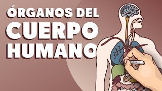 Órganos del cuerpo humano [upl. by Ardelle59]