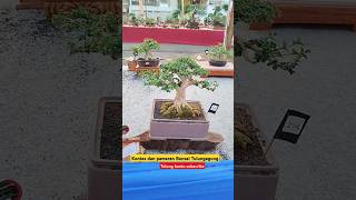 Pameran Dan Kontes Bonsai 2024 bonsai [upl. by Emmalynne]