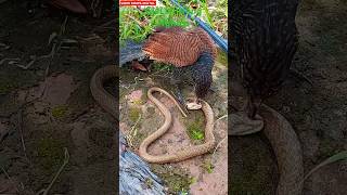 Snake vs kapenana  viralanimals animals sadhikrupadigital shorts snake [upl. by Eldridge]