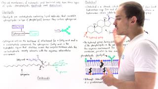 Glycolipids and Cholesterol [upl. by Nilad605]