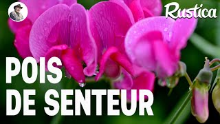 Semer des pois de senteur au chaud [upl. by Gnohp]