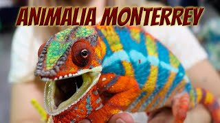 Expo Animalia Monterrey  ¡Asombrosos reptiles y entrevistas reptileras [upl. by Lecroy]