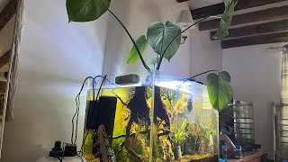 My Puffer Fish Tank Tour [upl. by Burkitt]