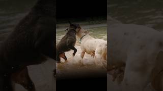 pitbull vs rottweiler real fight  pitbull vs rottweiler comparison foryou pitbull rottweilerdog [upl. by Kirre]