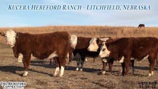 Kucera Hereford Ranch Bred Hereford Heifers [upl. by Neelyahs]