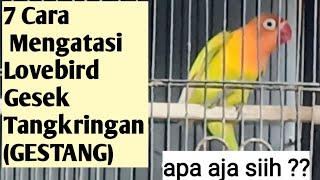 CARA MENGATASI LOVEBIRD GESEK TANGKRINGAN  GESTANG [upl. by Enimrej]