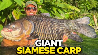 Big Carp Fishing At Gillhams Fishing Resort [upl. by Yhpos]