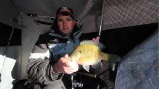 Early Ice Bluegills Lake Metigoshe [upl. by Latreece]