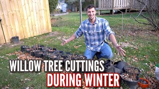 Keeping Willow Tree Cuttings ALIVE During Winter [upl. by Euphemie39]