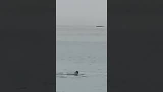 Warning Graphic Footage of Fatal Tiger Shark Attack on Russian Man in Egypt short [upl. by Eiramllij606]