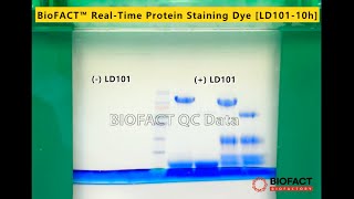 BioFACT™ RealTime Protein Staining Dye for SDSPAGE LD101 Protein gel을 running하면서 실시간으로 size 확인 [upl. by Sorci]