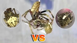 Tapang Talaga nito🕷 2 vs 1 Gagamba Fight [upl. by Lolita117]