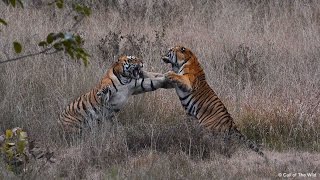 Dog raises three tiger cubs abandoned by mother in China zoo [upl. by Enrev326]