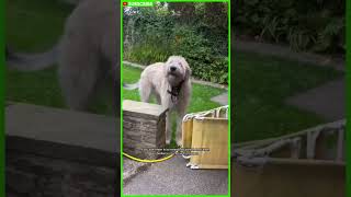 Irish Wolfhound vs Scottish Deerhound  Which One is Right for You shorts [upl. by Darrej]