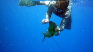 Key West spearfishing in May [upl. by Dian]