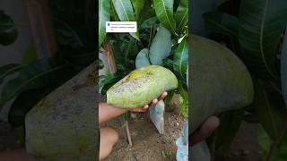 REVIEW MANGGA MAHATHIR YANG SUDAH MATANG buah mangga manggamahatir fruit mango zengarden [upl. by Ezalb]