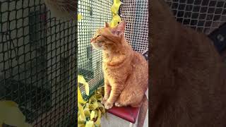 Милые и забавные коты 388 cats cat catsusa animallover cute cates animalwelfareactivist [upl. by Shina494]