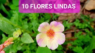 10 PLANTAS QUE AMO NA PARTE DA FRENTE DO MEU QUINTAL TODAS COM FLORES [upl. by Anniala]