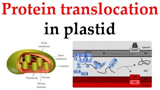 Protein targeting to plastids  protein transport [upl. by Bernardo]