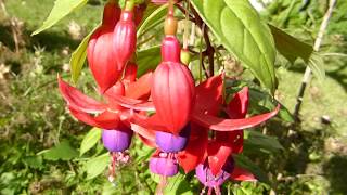 Fuchsias Flowers  Blóðdropi krists  Tárablóm  Fúksía  Fúsía  Fúxía  Stofuplanta [upl. by Roehm178]