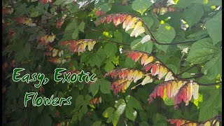 Growing Mina Lobata  Monday Magic 11th September 2017 [upl. by Yuji903]