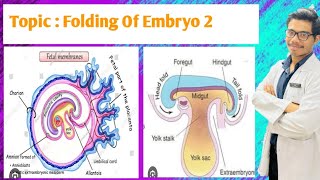 Folding of Embryo  Formation of Vitellointestinal Duct  Formation of Primitive Gut [upl. by Nerval978]