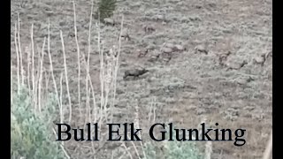 Unusual amp Rare Bull Elk Glunking Sounds [upl. by Hgielrac140]