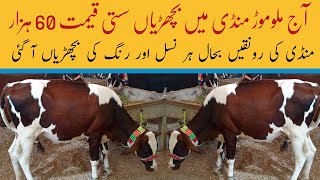 Heifers For Sale in Malumor Mandi Jhang 2024 [upl. by D'Arcy]