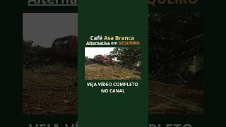 ASA BRANCAplantassafradecafeagronegócioagroprodutordecafe técnicoagrícola agricultura sítio [upl. by Marcello]