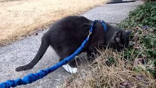 Thunder Takes a Lap Around the House Before the Cold Weather Comes Back [upl. by Mandelbaum]