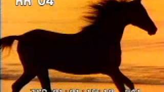 Wild Horse  Horse Running On The Beach And A Grassy Field  Best Shot Footage  Stock Footage [upl. by Oliver]