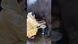 cow buffalo farm milking by hand 👌✅cow buffalo milk farming animal [upl. by Yentyrb]