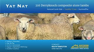 YAT NAT  216 Derryknock composite store lambs [upl. by Rebeka]