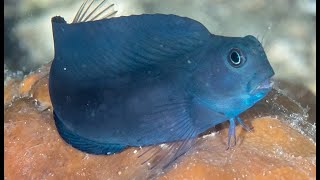 Facts The Blenny [upl. by Toole715]