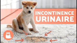 Comment TRAITER LINCONTINENCE URINAIRE chez le CHIEN 🐶💦 7 Traitements Naturels [upl. by Campball556]