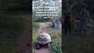 🇪🇨 Islas GALAPAGOS en ECUADOR es un sueño en el mundo real para amantes de ANIMALES [upl. by Pam849]