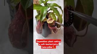 Feeding my Nepenthes a juicy Caterpillar🐛 on a rainy day 🌧 pitcherplant nepenthesplant nepenthes [upl. by Ahab]