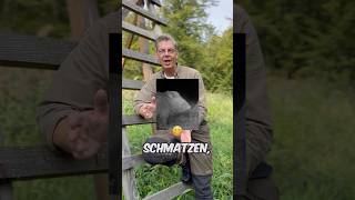 Wie geht’s das😳🌿 die Jagd an der Kirrung auf Schwarzwild und Rehwild jagd sau jagen rehwild [upl. by Akinad]