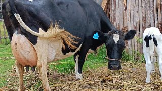 ChangaMoto katika Ufugaji How to Overcome Challenges in Dairy Farming See Expert Solutions [upl. by Otxilac199]