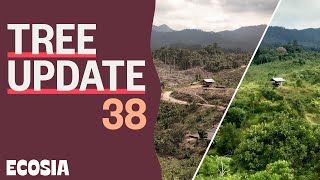 This is what happened to forest 2 years after in Indonesia  Tree Update 38 [upl. by Eslud]