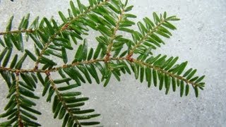 Introduction to Identification and Ecology of Northeastern Conifers [upl. by Eskil]