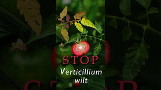 Kill Destroy Combat Prevent Fix Verticillium Wilt Shorts [upl. by Spears838]