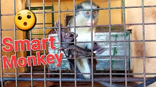 Adorable Smart Monkey Asmr monkey babymonkey funnyanimals grooming wildlife viral cuteanimals [upl. by Roht]