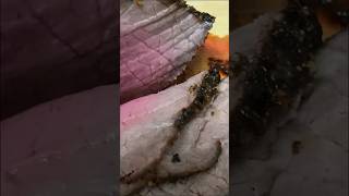 Quick and easy Roast Beef in air fryer short airfryer easyrecipes [upl. by Emilia954]