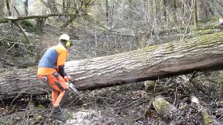 Big poplar harvest with STIHL [upl. by Auqinom]