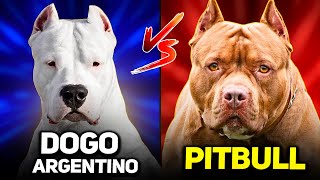 Pitbull vs Dogo Argentino  A Detailed Dog Breeds Comparison [upl. by Ludwigg483]