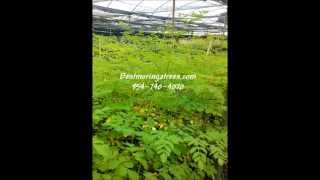 Moringa Tree Container Growing [upl. by Gladis]